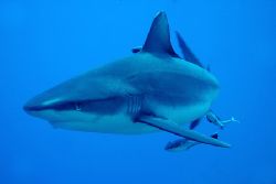 1 of 23 Grey Reef Whalers buzzing around us on North Horn... by John Natoli 
